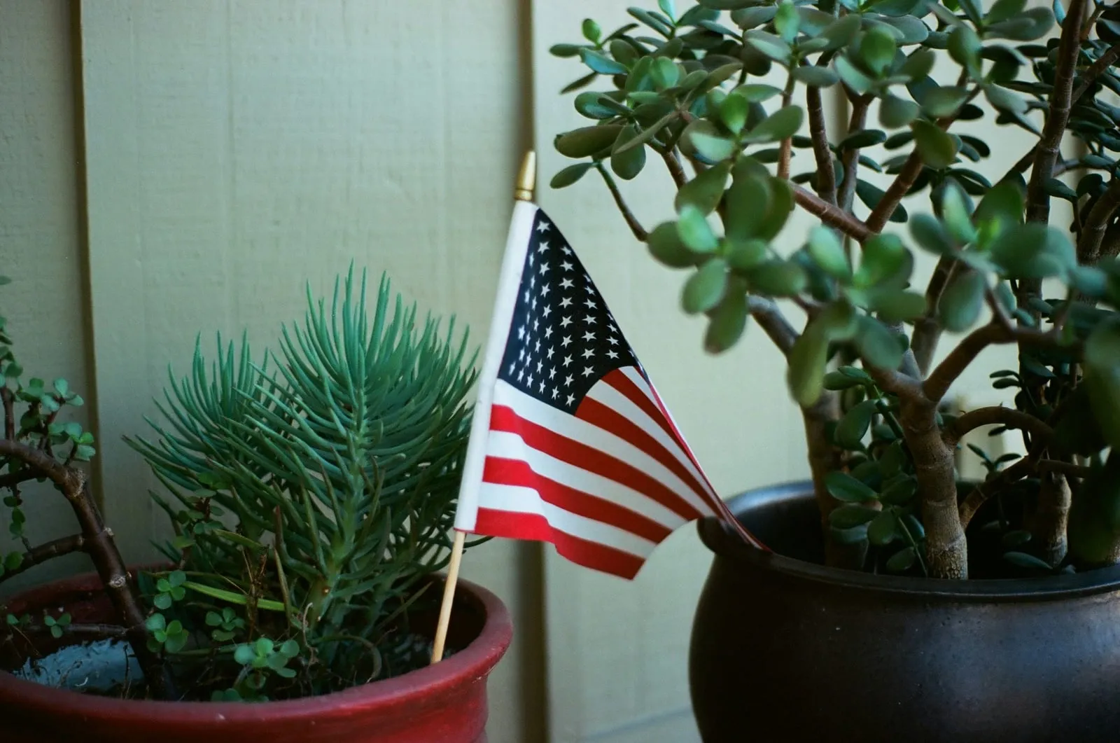 A small American flag planted in a pot of succulents on a windowsill.